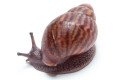 Achatina achatin achatina Ghana typ 1a x 2 juvenil